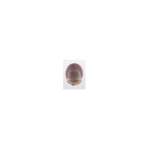 Image | Prime Power | Ellen Wille Wigs | Human Hair synthetic blend | U pick Clr