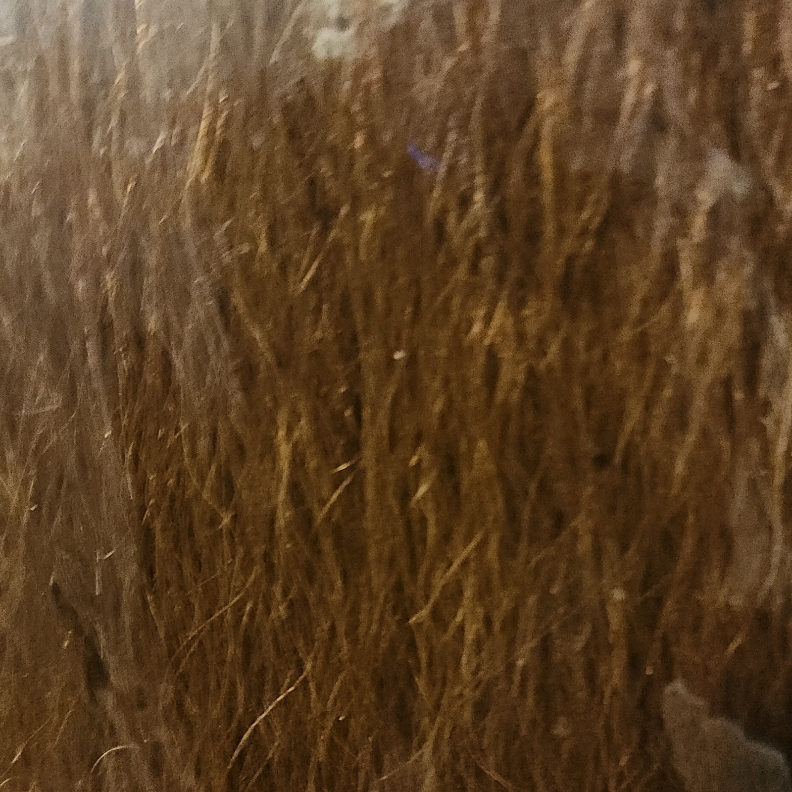 Hair Sense oh! Beverly French Finger Waves FFW-14 (40z) Color 30