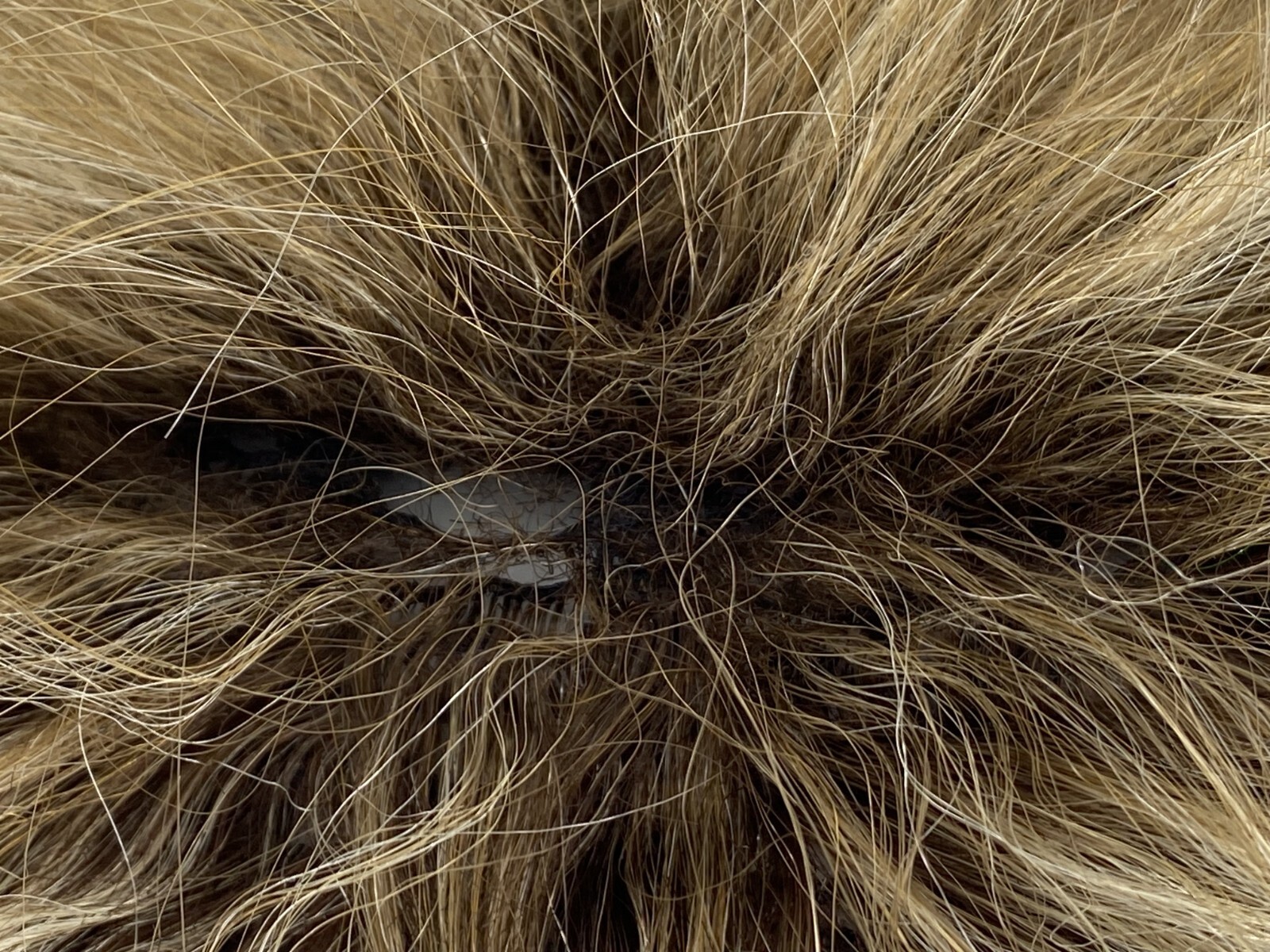 Godiva’s Secret Tammy Short Wig Blonde Brown Curly