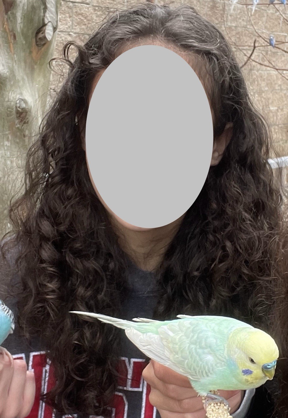 Human Hair, Curly, Dark Brown, Virgin, Single Donor, 9-12 inches