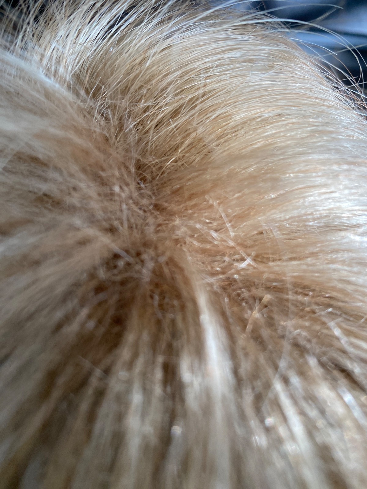 Rene of Paris: Wig – Ash Blond. Comes with stand brush and wig shampoo. (Boxed)