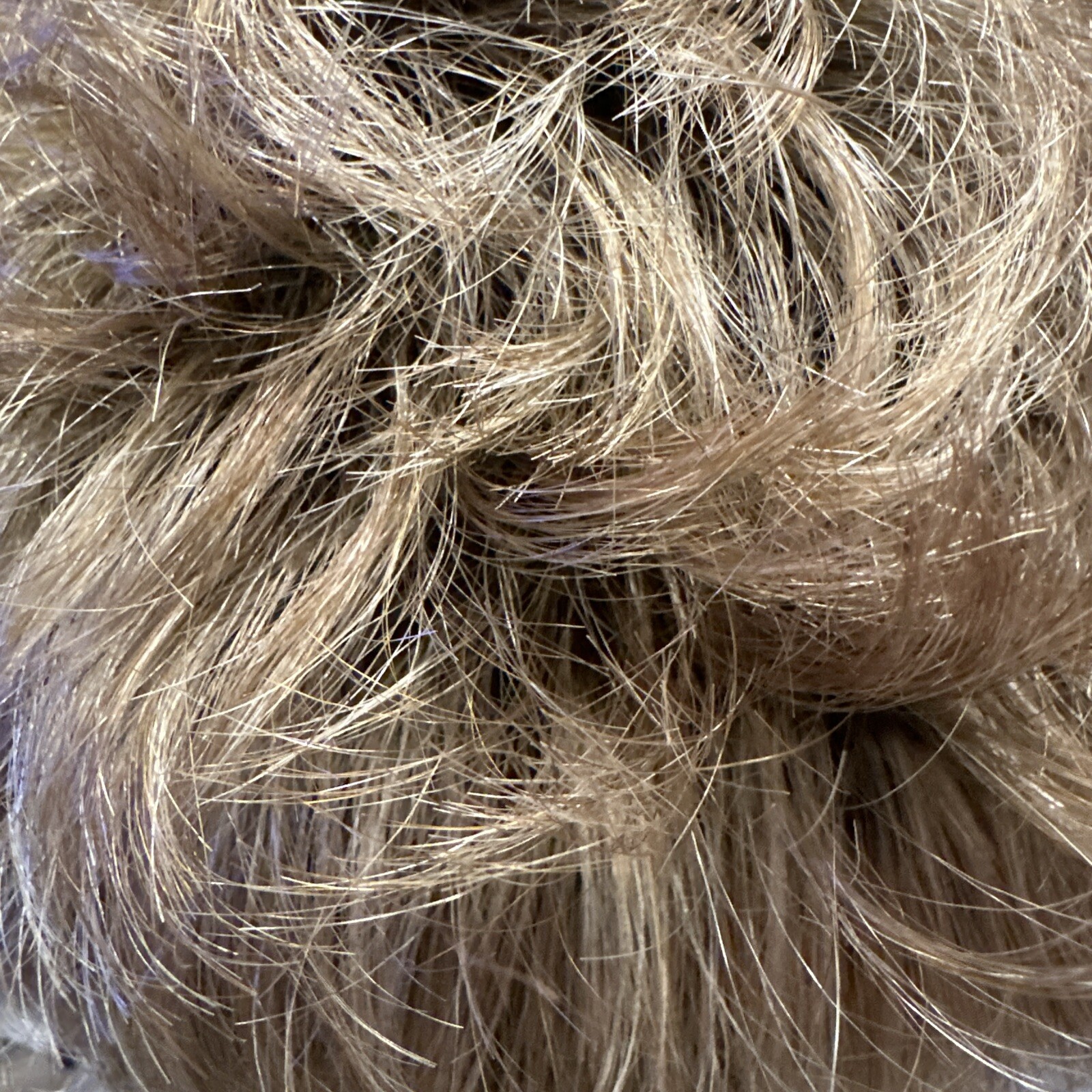 Raquel Welch Wig TREND SETTER SS14/25 Average SS Honey Ginger By HAIRUWEAR NWT