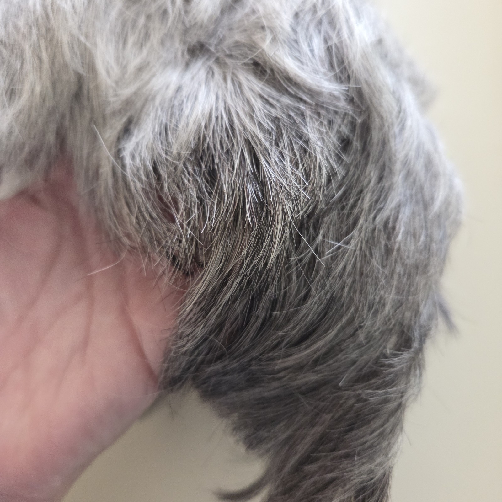 Lot of 2 Gray Shaded Wigs Short Aspen & Estetica Design R56T