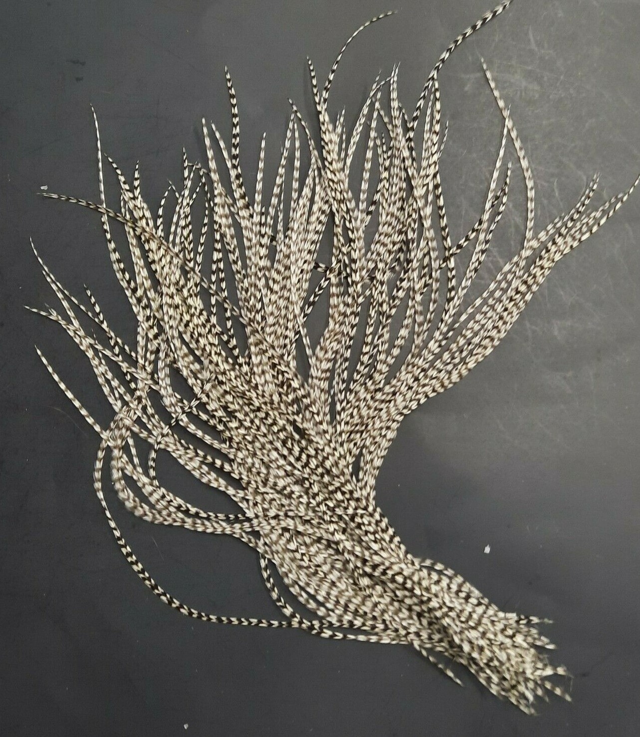 50 6-9+” Grizzly Rooster Saddle Hackle Feathers Hair Extensions Crafts Lot