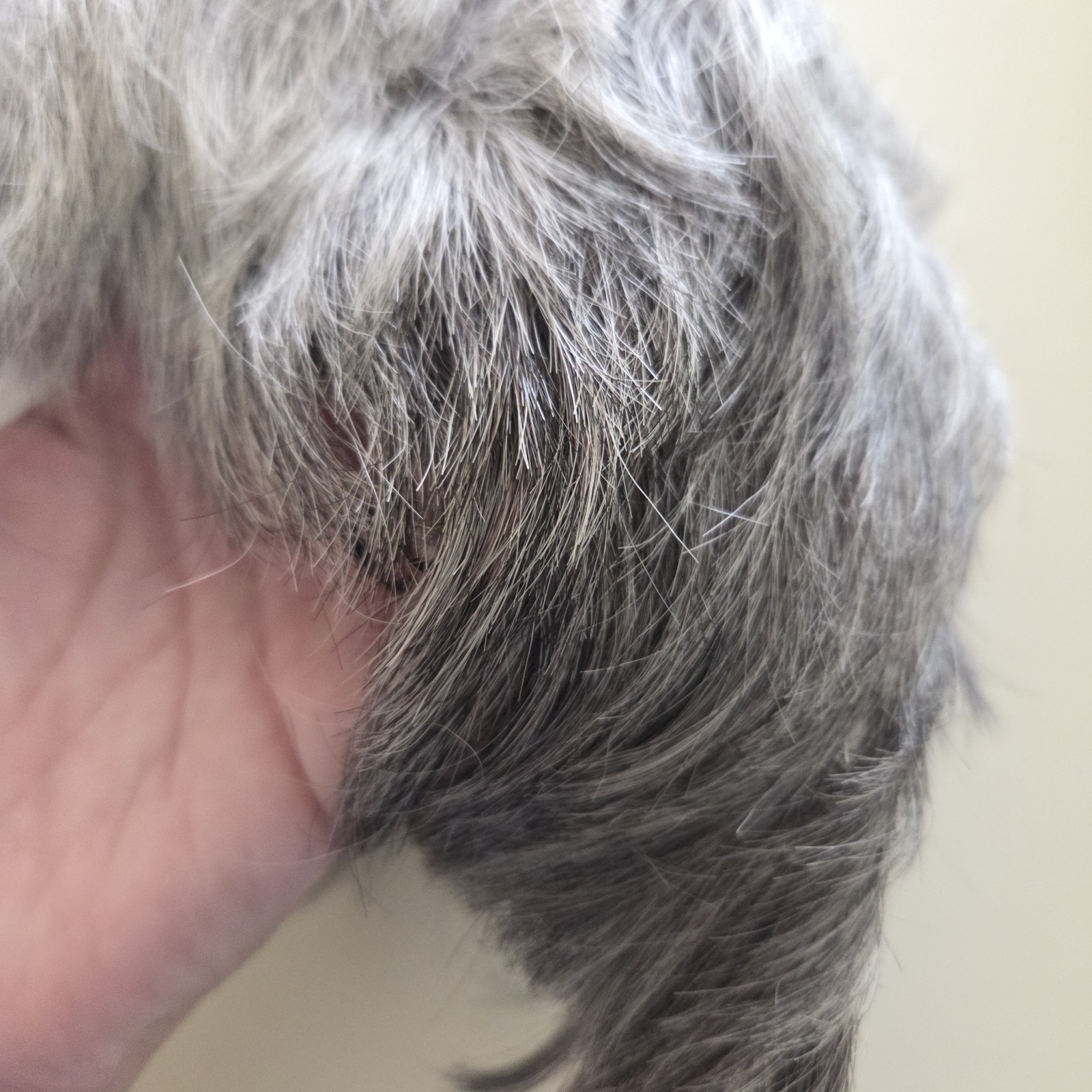 Lot of 2 Gray Shaded Wigs Short Aspen & Estetica Design R56T