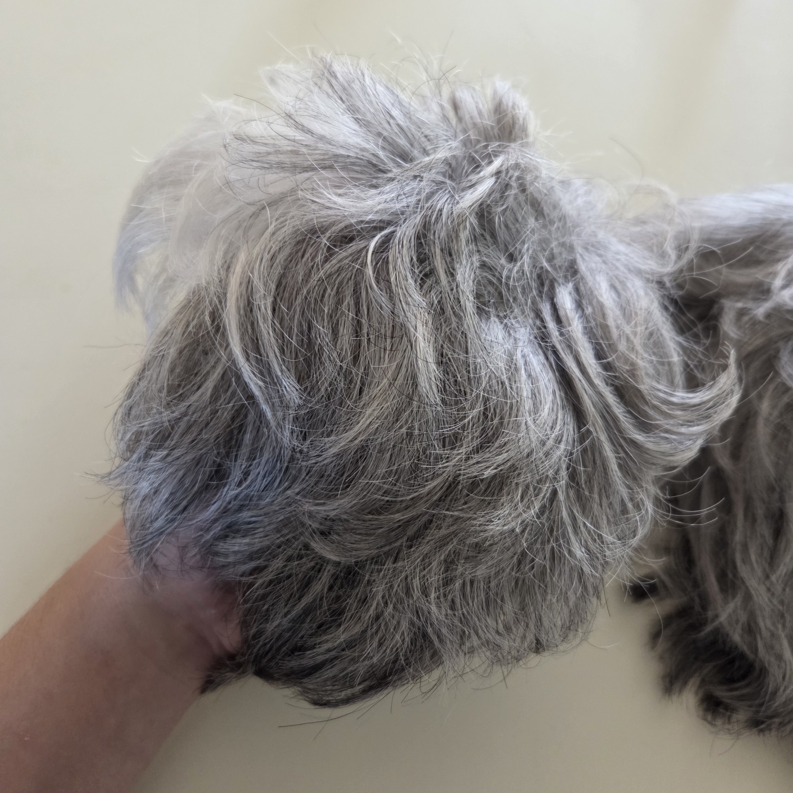 Lot of 2 Gray Shaded Wigs Short Aspen & Estetica Design R56T